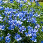 Fleurs - Lin Bleu - face recto